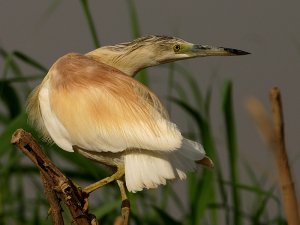 Squacco Heron