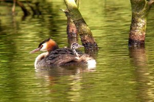 Great Crested Greab