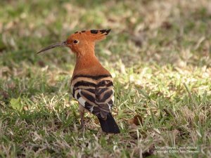 African Hoopoe