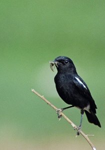 Dutiful father gathers the grub