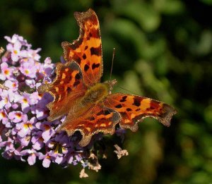 comma