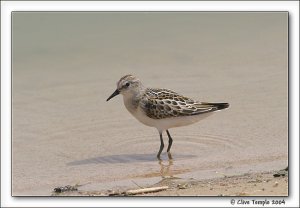 Little stint