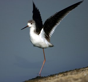 Black Winged Stilt