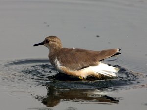 White Tailed Lapwing