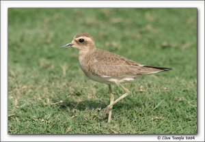 Caspian Plover