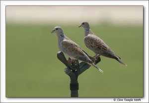 Turtle Doves