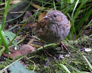 Dunnock