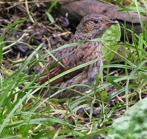 Juvenile