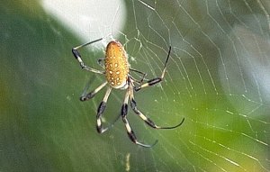 Florida Spider