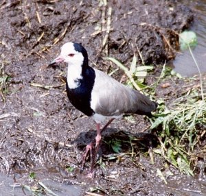 Long-Toed Plover