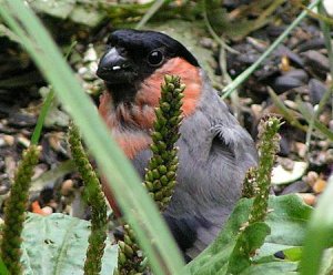 Bullfinch