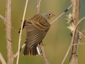 Cretzchmars Bunting