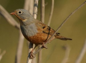 Cretzchmars Bunting