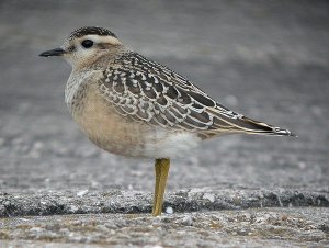 Juvenile Dotterel Leasowe Wirral