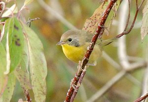 Common Yellowthroat