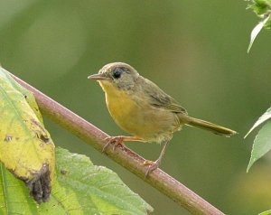 Common Yellowthroat