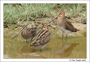 Common Snipe