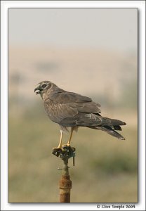 Montagu's Harrier