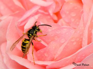 SMELLING OF ROSES