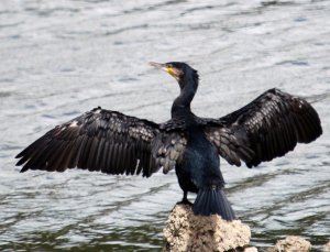 Cormorant