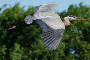 Great blue heron in flight