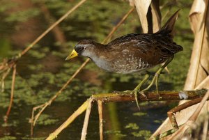 Sora (rail)