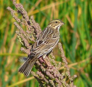 Savannah Sparrow