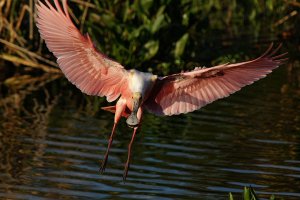 Roseate Spoonbill landing