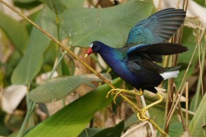 Purple Gallinule