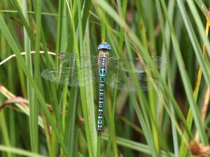 Southern Migrant Hawker - Hadleigh