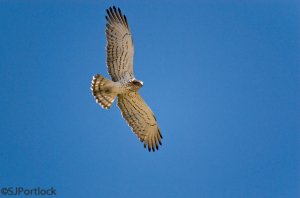 Short-toed Eagle (Circaetus gallicus)