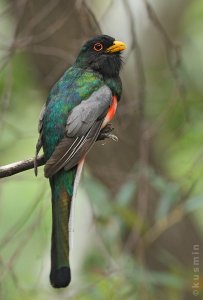 Elegant Trogon