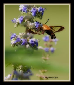 Bumblebee Moth