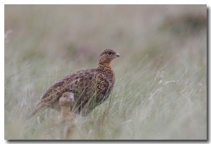 Red grouse