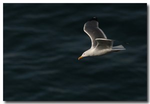 Yellow-legged gull