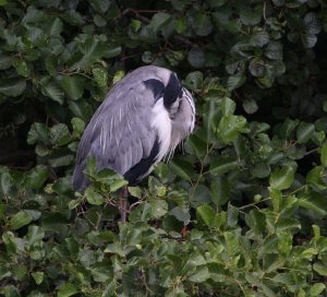 The headless Grey Heron