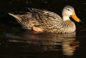 Mottled Duck