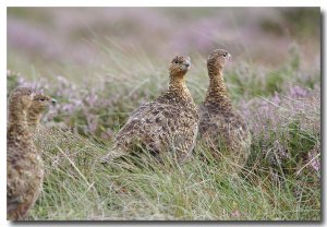 'The Gathering'  (red grouse)