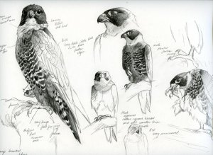 Orange Breasted Falcon