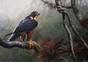 Orange Breasted Falcon