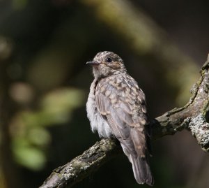 flycatcher spotted