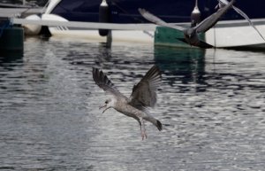 Gull and dove in midair