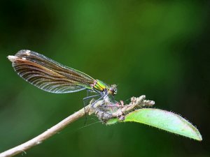 Beautiful Demoiselle