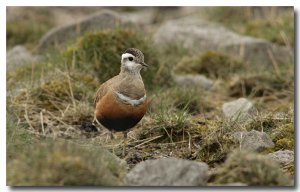 Dotterel