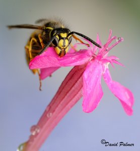 IN THE PINK