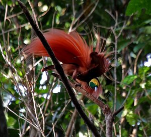 Male Raggiana Bird-of-Paradise displaying