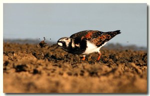 Turnstone