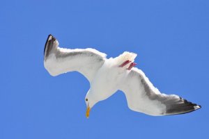 Lazy Western Gull