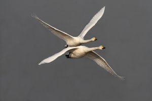 Synchronised Swanning