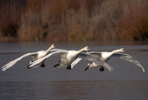 Formation Flying - The White Arrows